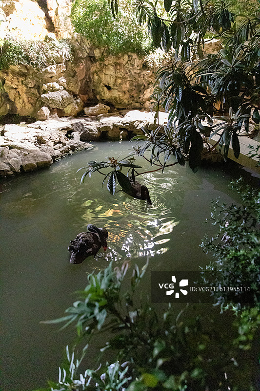 瞻园黑天鹅图片素材