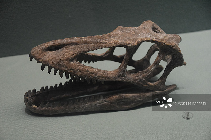 恐龙头骨化石 成都理工大学博物馆图片素材