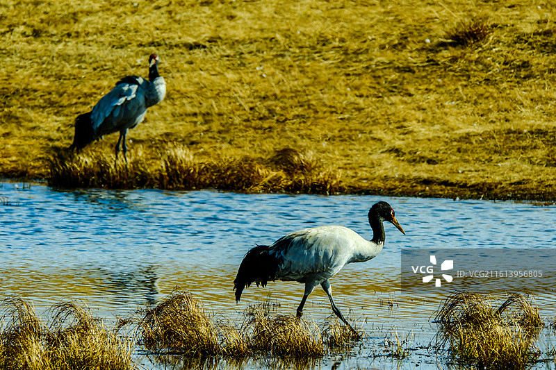 中国云南省昭通市昭阳区大山包镇大海子的黑颈鹤，成对的黑颈鹤，大海子车路村风光，黑颈鹤，越冬，候鸟，图片素材