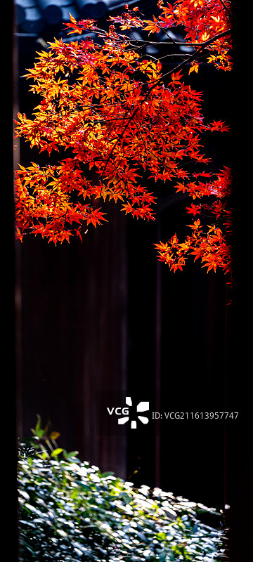 浙江杭州灵隐永福禅寺红枫图片素材