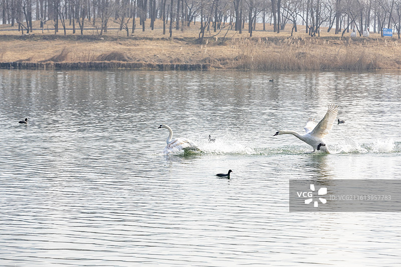 郑州北龙湖湿地公园，疣鼻天鹅，天鹅图片素材
