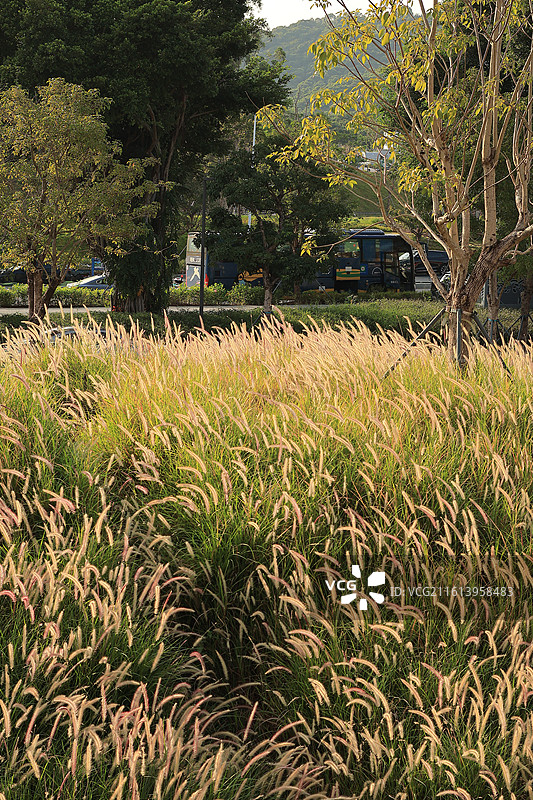 白芒草 逆光 植物 深圳白芒驿 西丽湖绿道图片素材