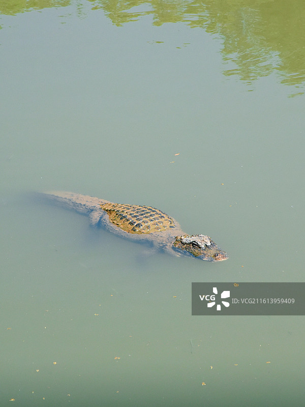 宣城鳄鱼湖景区鳄鱼特写图片素材