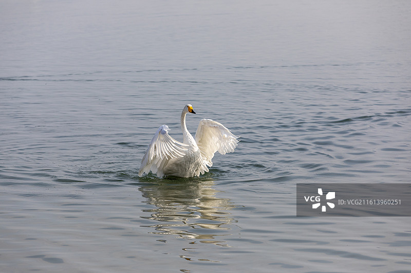 郑州北龙湖湿地公园，疣鼻天鹅，天鹅图片素材