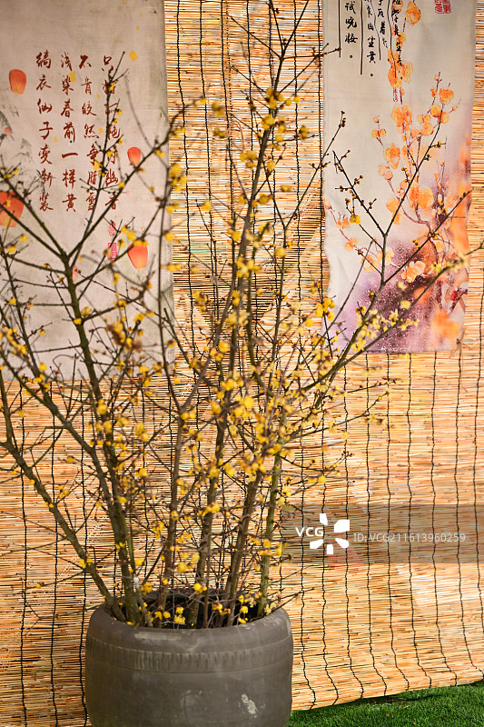 都江堰琥珀腊梅园图片素材