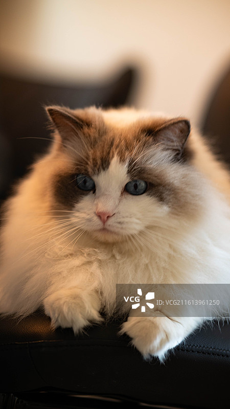 布偶猫图片素材