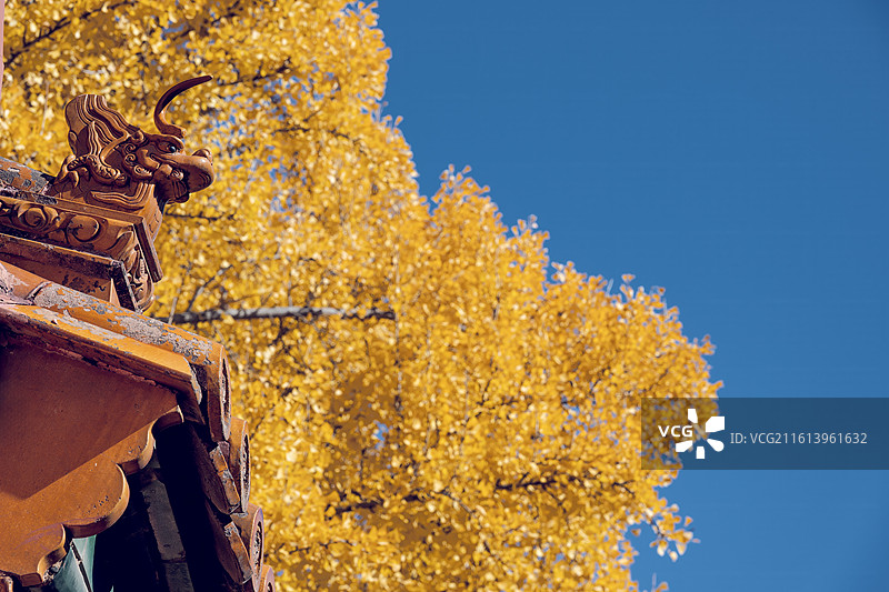 秋天故宫宫殿脊兽和金黄色的银杏叶图片素材