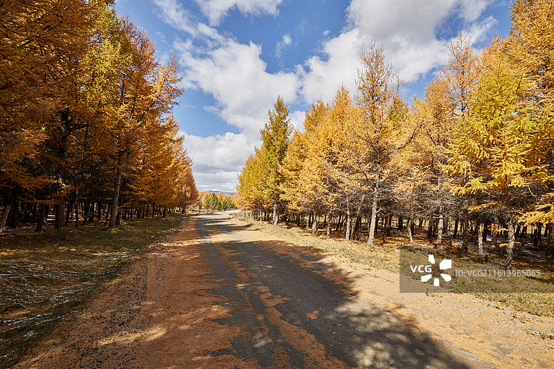 秋天的内蒙古赤峰克什克腾大兴安岭黄岗梁风光兴安落叶松道路土路图片素材