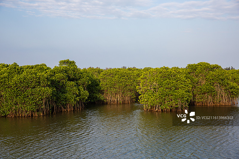 海边的红树林图片素材