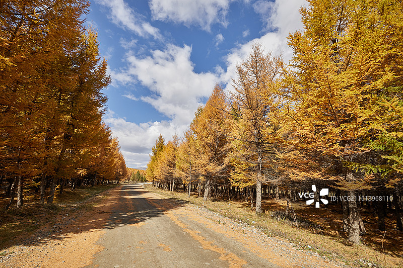 秋天的内蒙古赤峰克什克腾大兴安岭黄岗梁风光兴安落叶松道路土路图片素材