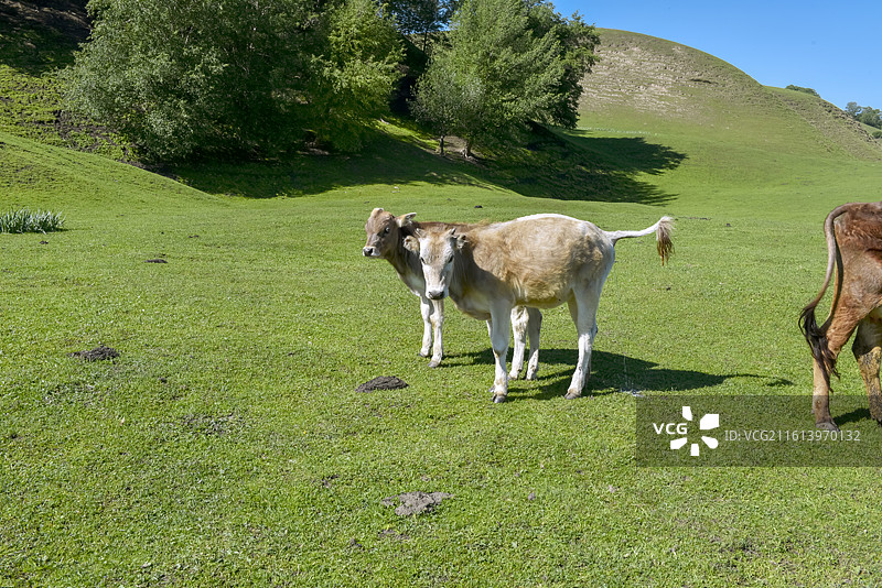 娜娜提空中草原图片素材
