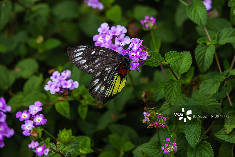 蝴蝶停在野花上采食花蜜图片素材