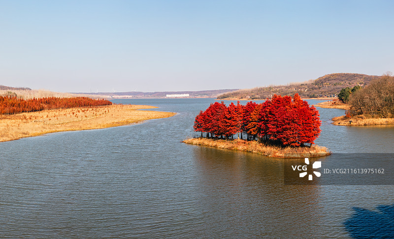 江苏盱眙天泉湖红色水杉林图片素材