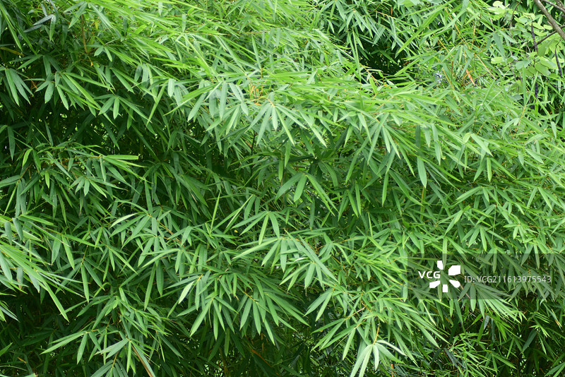 中国珍稀植物-Bambusa ventricosa佛肚竹图片素材