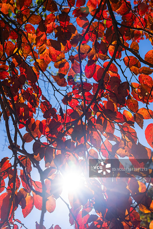 秋天红叶天空阳光图片素材