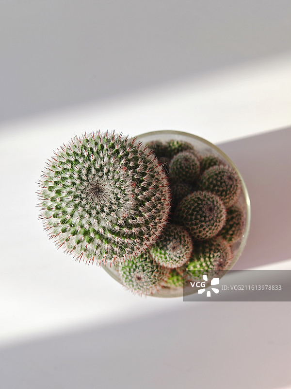 仙人球，盆栽仙人掌，毛茸茸的仙人球，可爱的仙人球，白珠仙人球，仙人掌，植物学，群生仙人球图片素材