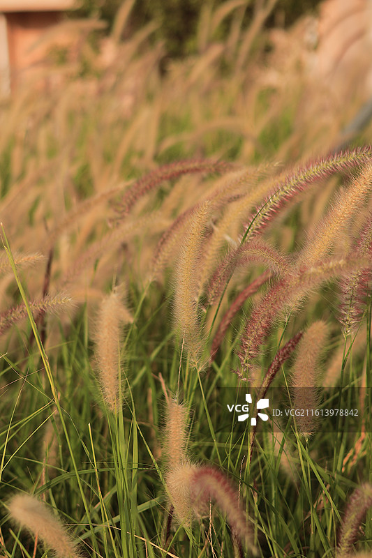 白芒草 逆光 植物 深圳白芒驿 西丽湖绿道图片素材