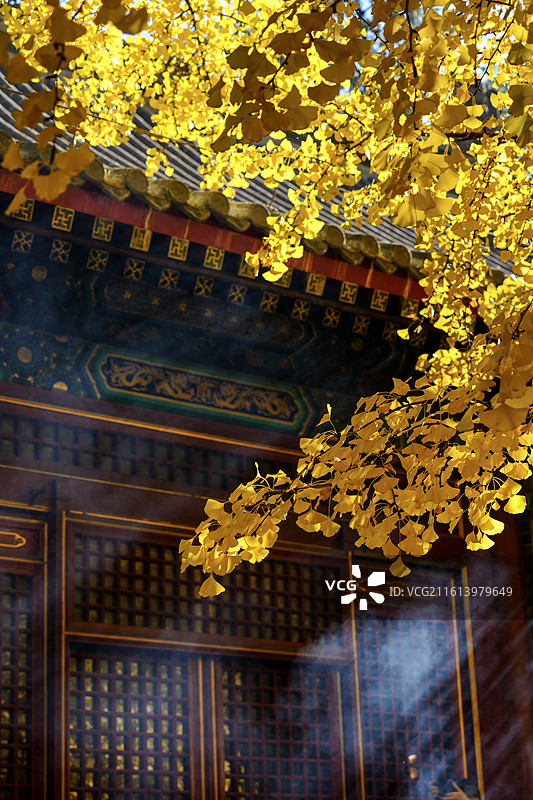 北京八大处秋色&四处大悲寺秋天的银杏图片素材