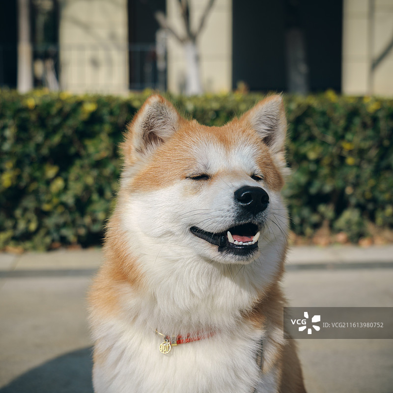 中华田园土松犬图片素材