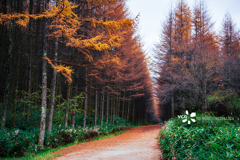 米仓山晚秋景色图片素材
