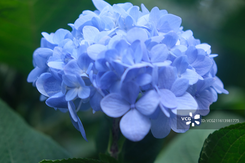 大理寂照庵绣球花图片素材