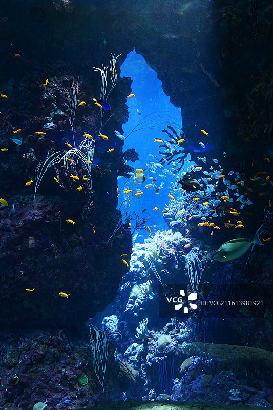 多彩的海洋馆水下世界图片素材