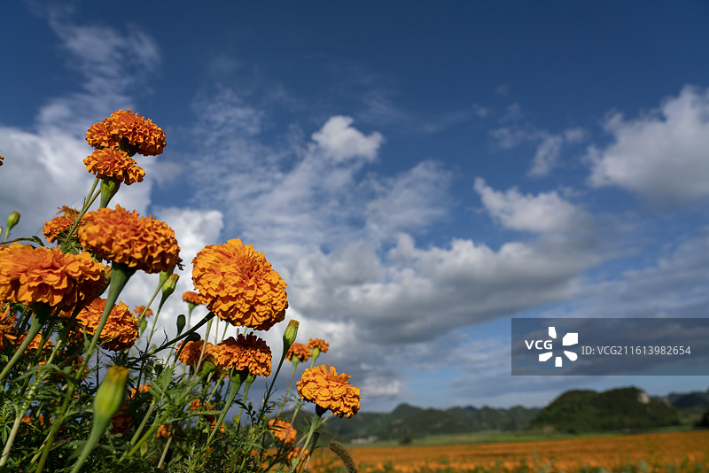 云南罗平金鸡万寿菊花海图片素材
