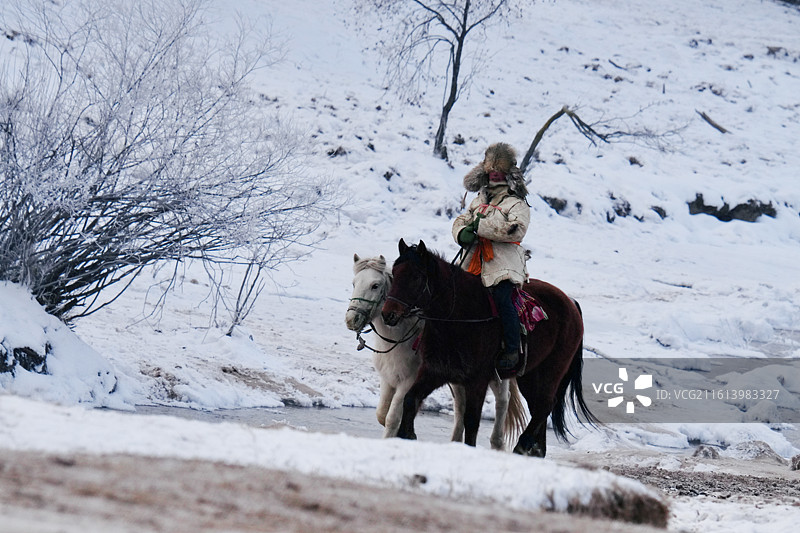乌兰布统冬天草原白雪骏马马年动物题材图片素材