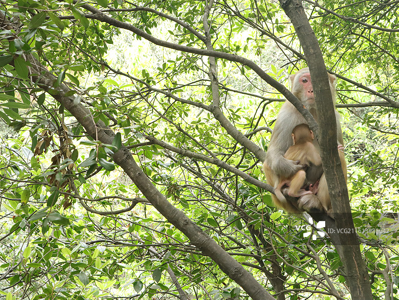 森林中树上的猴子低角度视图图片素材