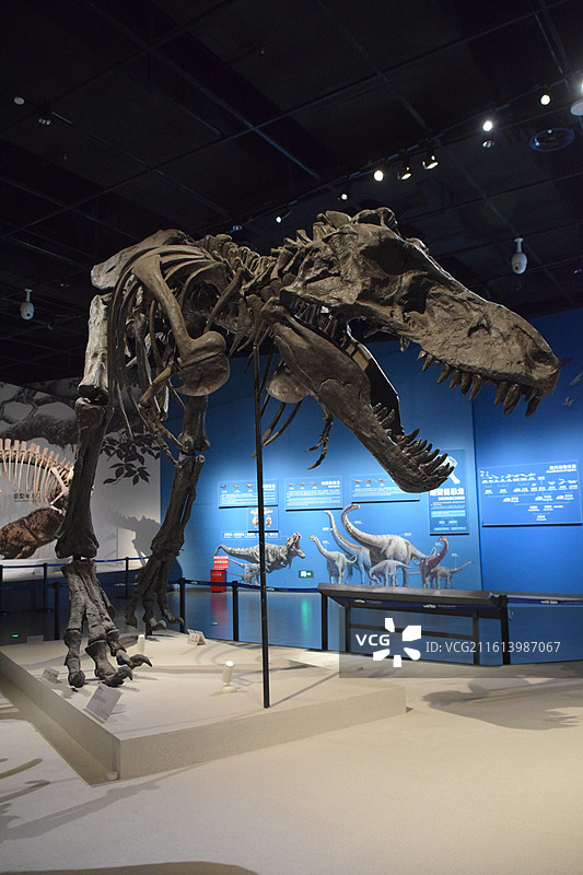 恐龙化石 成都理工大学博物馆图片素材