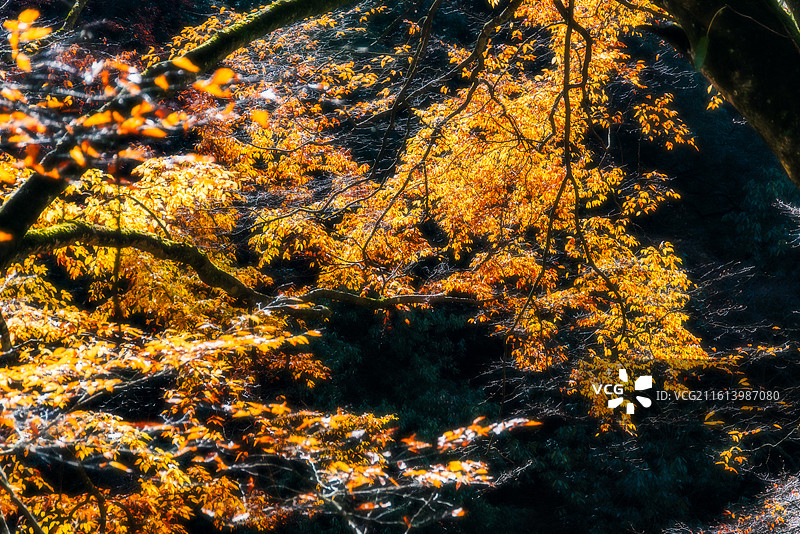 米仓山晚秋景色图片素材