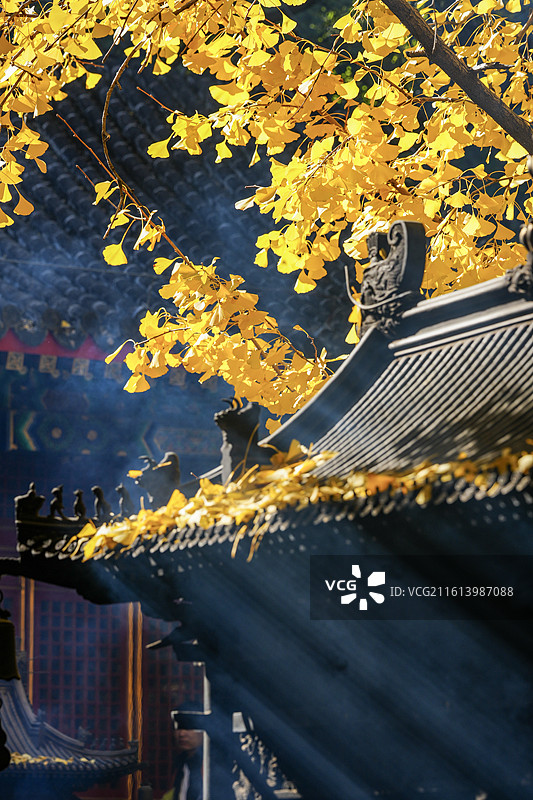 北京八大处秋色&四处大悲寺秋天的银杏图片素材