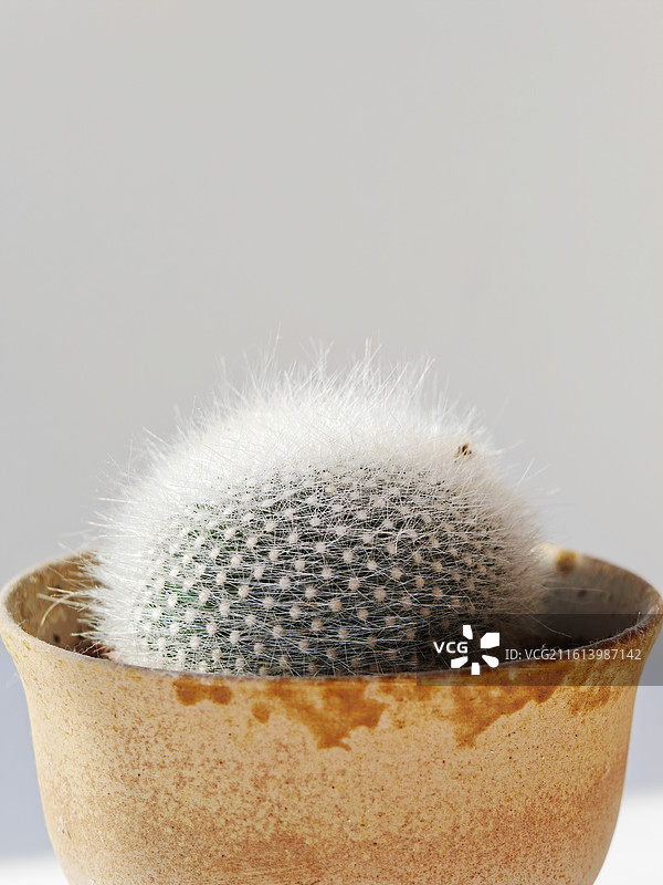 仙人球，盆栽仙人球，长着白毛的仙人球，白毛球仙人球，白毛球，白色的绒毛，毛茸茸的仙人球，可爱的仙人球图片素材