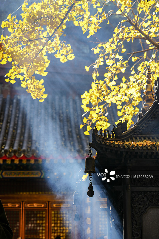 北京八大处秋色&四处大悲寺秋天的银杏图片素材