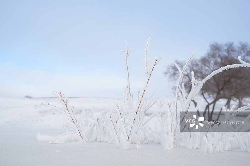 大寒乌兰布统湖泊河流冰面雾凇树挂树枝冬天雪景图片素材