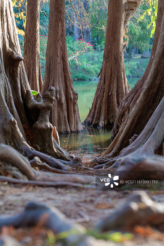 森林中湖边的树木图片素材