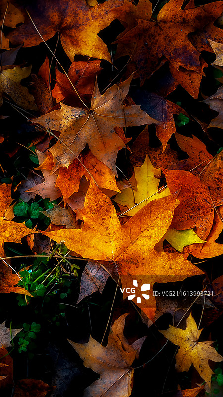 彩叶，适合各种手机壁纸，色彩明艳，壁纸图片素材