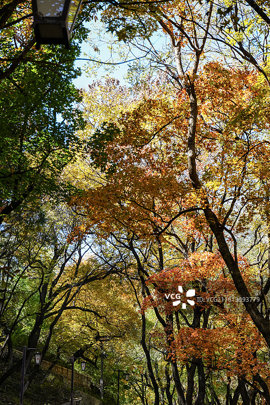 北京八大处秋色&四处大悲寺秋天的银杏图片素材