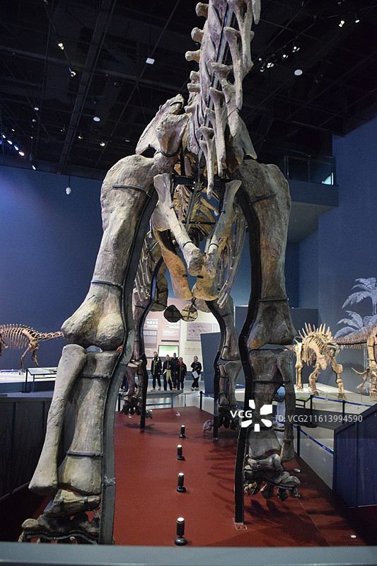 恐龙化石 成都理工大学博物馆图片素材