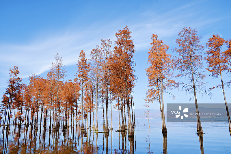 大理洱海红杉林景观图片素材