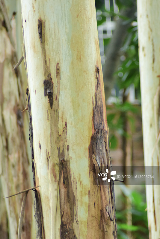 中国植物-Eucalyptus robusta 桉图片素材
