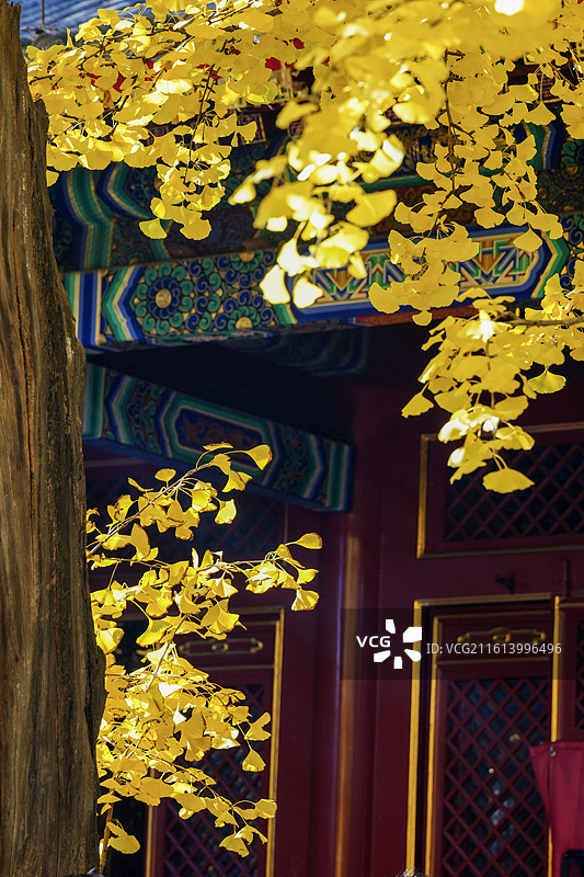 北京八大处秋色&四处大悲寺秋天的银杏图片素材