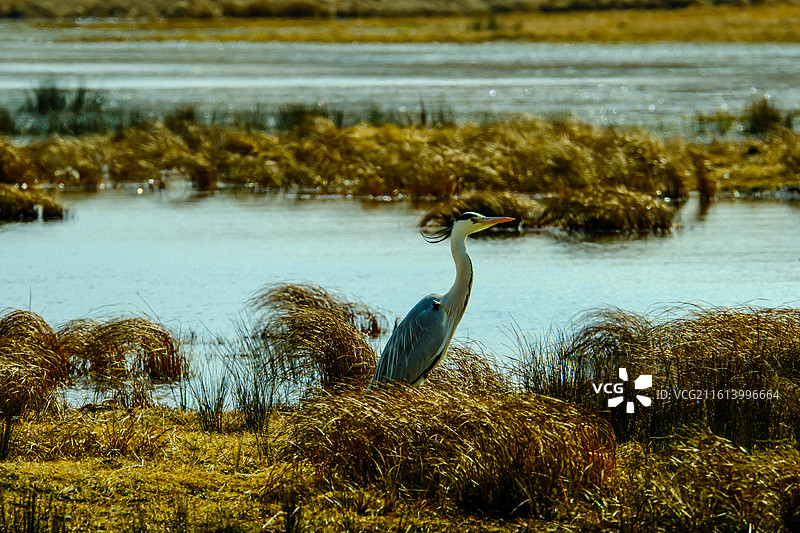 中国云南省昭通市昭阳区大山包镇大海子一只苍鹭，大海子车路村风光， 大山包风景区，大山包大海子图片素材