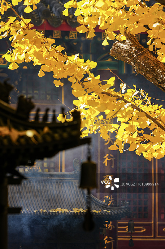 北京八大处秋色&四处大悲寺秋天的银杏图片素材