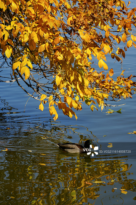 北京圆明园油画般的秋色图片素材