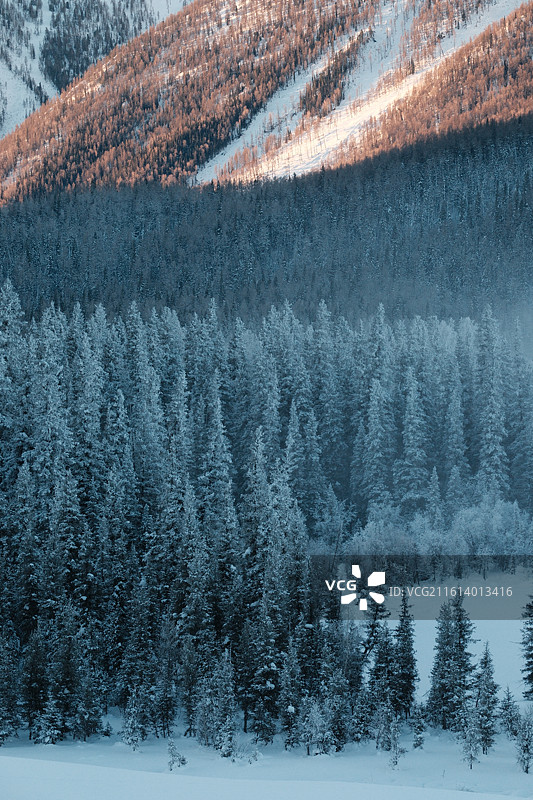 新疆阿勒泰喀纳斯神仙湾冬季日出雪景森林雾凇图片素材