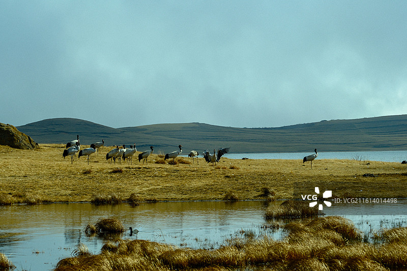 冬季到中国云南省昭通市昭阳区大山包镇大海子越冬黑颈鹤，大海子车路村风光，黑颈鹤，越冬，候鸟， 大山包图片素材