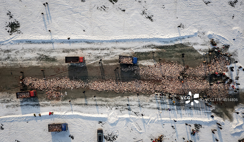 查干湖冬捕，冬天的捕鱼业，冰面打捞的场景，东北冬天的冬捕文化图片素材