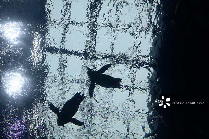 济州岛水族馆游过头顶的企鹅图片素材