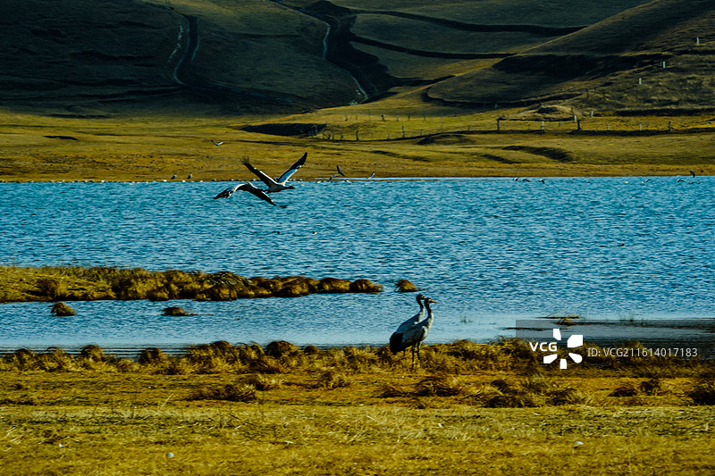 中国云南省昭通市昭阳区大山包镇大海子的黑颈鹤，成对的黑颈鹤，大海子车路村风光，黑颈鹤，越冬，候鸟，图片素材